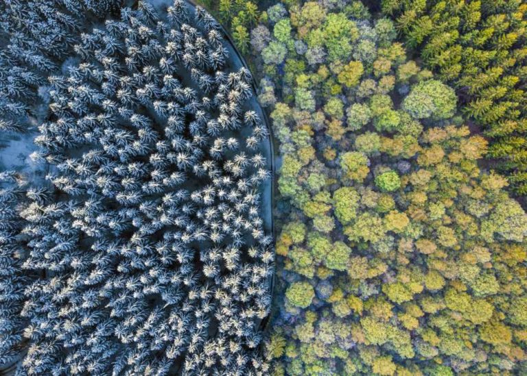 Aerial Forest Image Annotation [Case Study]