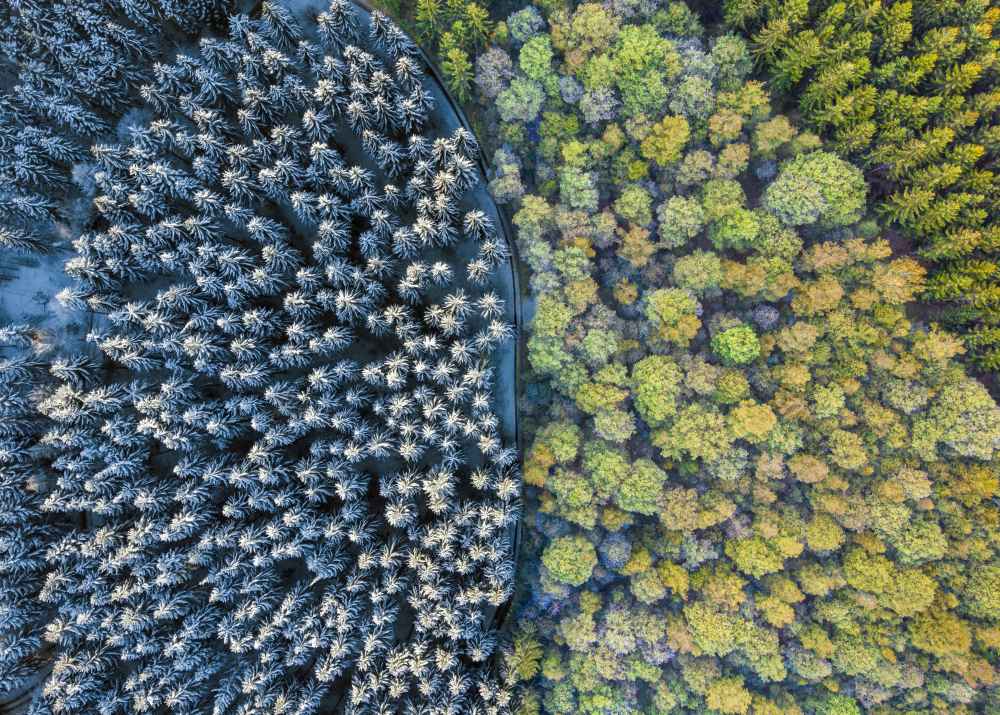 Aerial Forest Image annotation